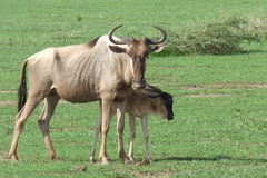 Connochaetes taurinus