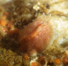 Eurylepta