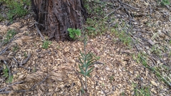 Fritillaria brandegeei