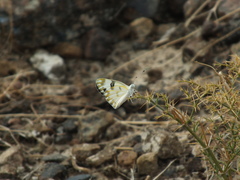 Pontia glauconome