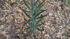 Fritillaria brandegeei