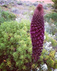 Orobanche foetida