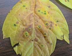 Grovesinia moricola