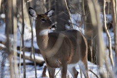 Odocoileus virginianus