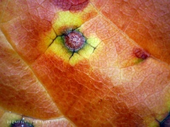 Grovesinia moricola
