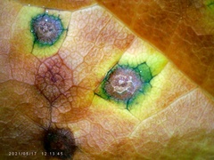 Grovesinia moricola