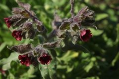 Nonea intermedia