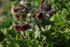 Nonea intermedia