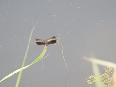 Brachythemis fuscopalliata