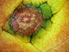 Grovesinia moricola