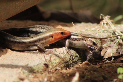 Common Five-lined Skink, photo 8 of 10