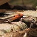 Common Five-lined Skink - Photo (c) Ty Smith, some rights reserved (CC BY-NC), uploaded by Ty Smith