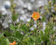 Sphaeralcea lindheimeri