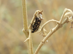 Stalagmosoma cynanki