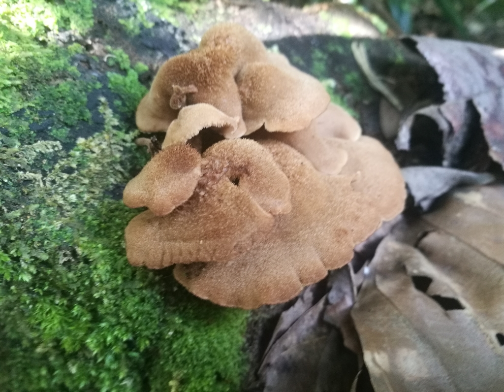 Auriscalpium villipes · January 2018 · photo: © heimatlos (iNaturalist, cc0)
