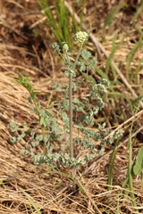 Thalictrum petaloideum