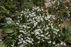 Calepina irregularis