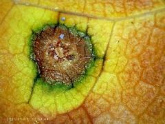 Grovesinia moricola