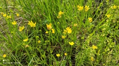 Ranunculus pedatus