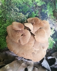 Auriscalpium villipes