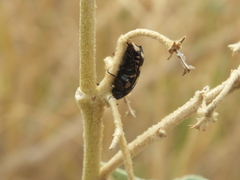 Stalagmosoma cynanki