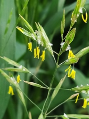 Bromus inermis