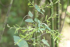 Bouffordia dichotoma