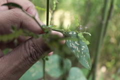 Bouffordia dichotoma