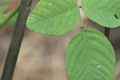 Bouffordia dichotoma