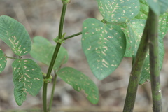 Bouffordia dichotoma