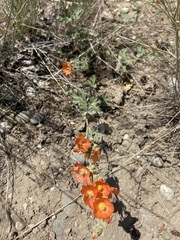 Sphaeralcea munroana