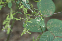 Bouffordia dichotoma