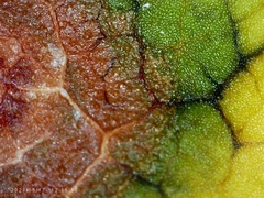 Grovesinia moricola