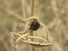 Stalagmosoma cynanki
