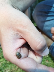 Eurygaster integriceps