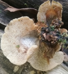 Auriscalpium villipes