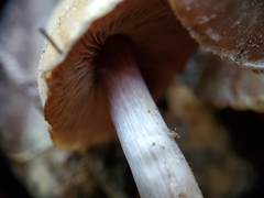 Cortinarius ahsii