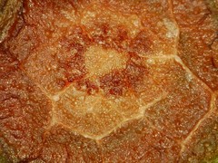 Grovesinia moricola