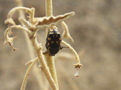 Stalagmosoma cynanki