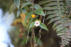 Codonanthe gracilis