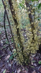 Angiospermae