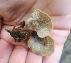 Auriscalpium villipes