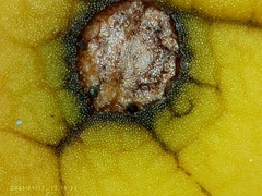 Grovesinia moricola