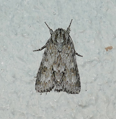 Acronicta rubricoma