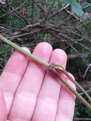 Vitis cinerea cinerea