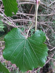 Vitis cinerea cinerea