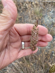 Elymus glaucus glaucus