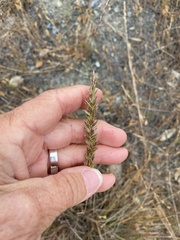 Elymus glaucus glaucus