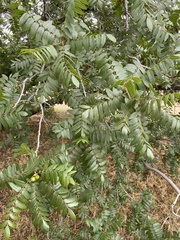 Juglans