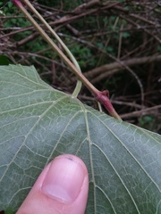 Vitis cinerea cinerea